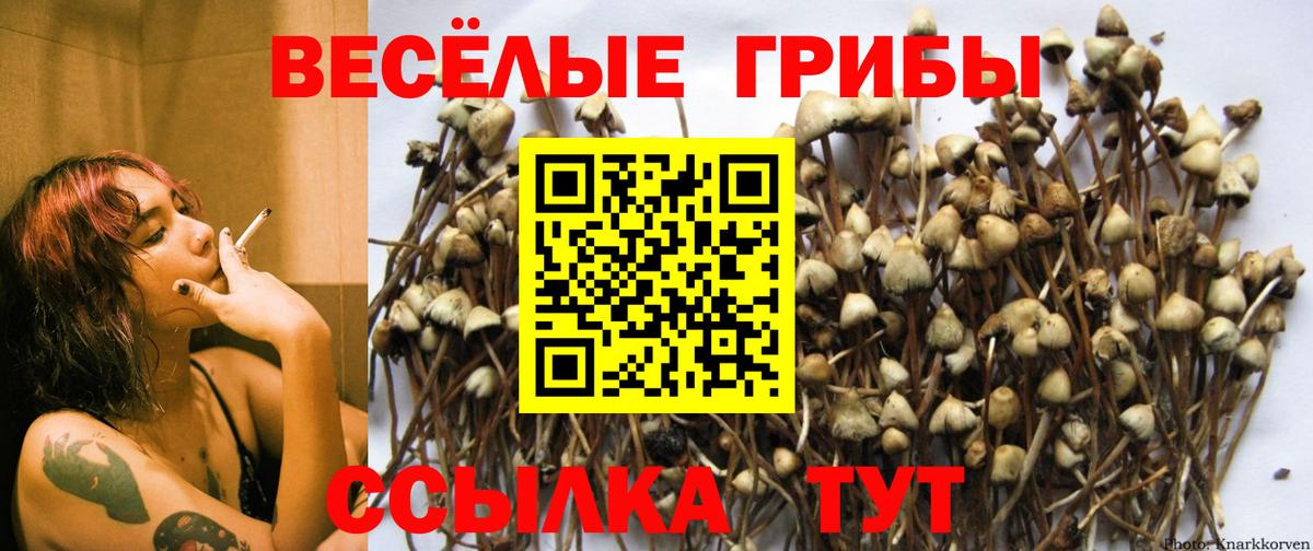 Фрязино  Псилоцибиновые грибы MAGIC MUSHROOMS  Галлюциногенные грибы GOLDEN TEACHER  Вход с VPN 