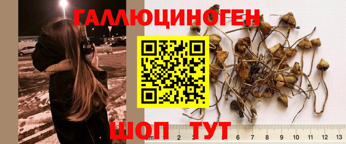 Галлюциногенные грибы Psilocybe Фрязино